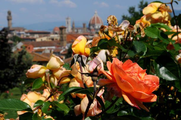 Roses blooming at Giardino delle Rose with Florence skyline