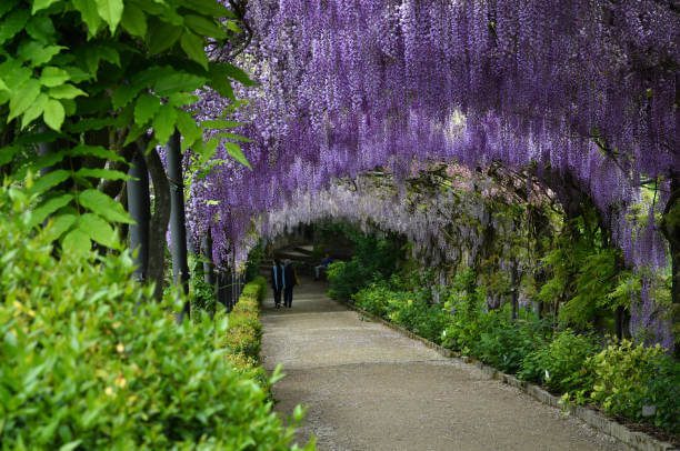 Wisteria tunnel at Villa Bardini Gardens overlooking Florence