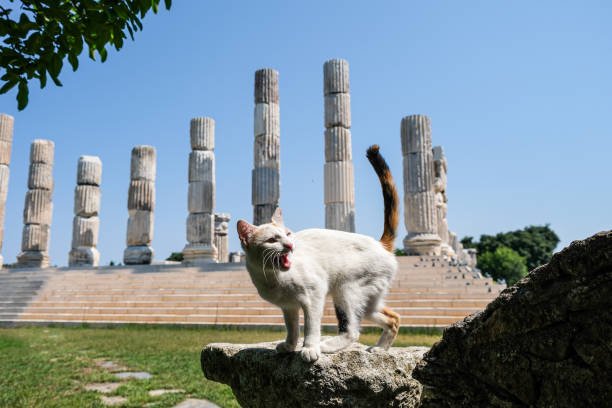 Feral cat lounging on ancient ruins at Largo di Torre Argentina in Rome.