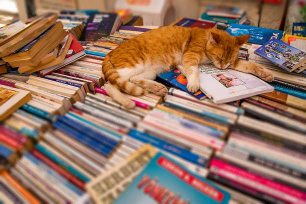 Cat resting among tall stacks of books inside Libreria Acqua Alta bookstore in Venice