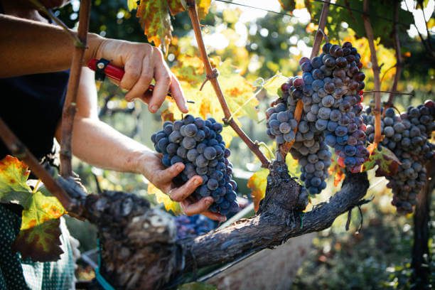 Italian grape harvest festival in October family picking red grapes in Tuscany vineyard 
